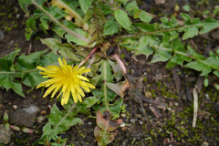 Taraxacum officinale